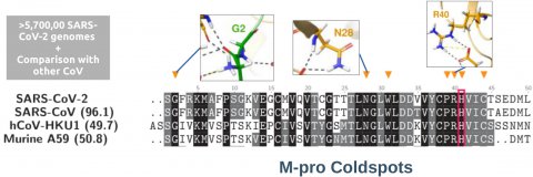 A new article published about the mutation coldspots in SARS-CoV-2 M-pro